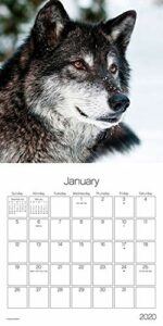 Wolves Calendar 2020 Set - Deluxe 2020 Wolves Wall Calendar with Over ...