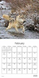 Wolves Calendar 2020 Set - Deluxe 2020 Wolves Wall Calendar with Over ...