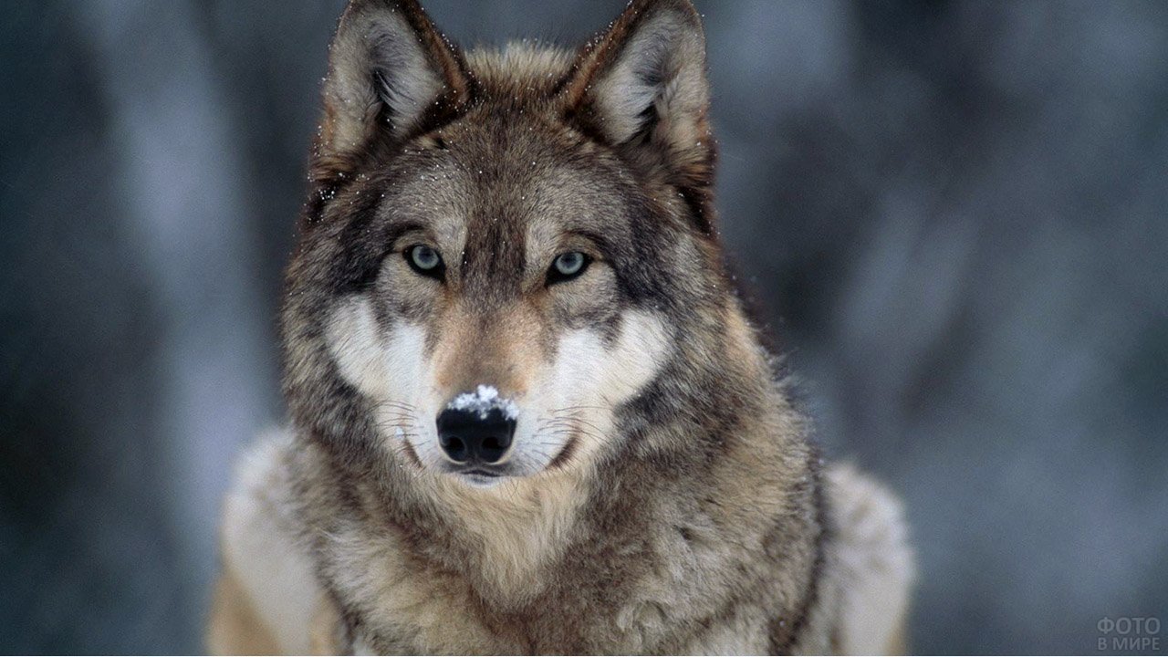 Interesting facts about wolfs - Save gray wolf